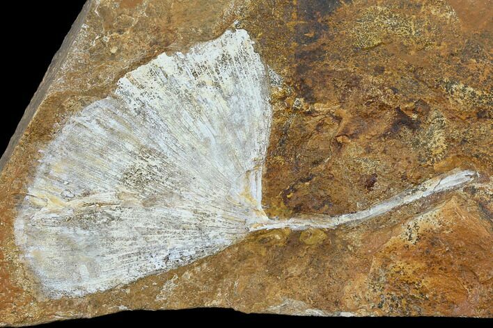 2.9" Fossil Ginkgo Leaf From North Dakota - Paleocene
